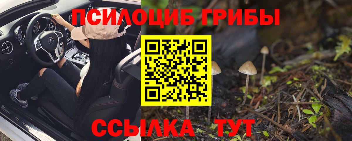 Псилоцибиновые грибы Psilocybine cubensis Свободный